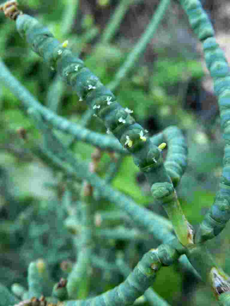 Salicornia sp.